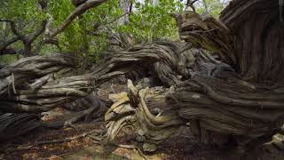 Arikok National Park [upl. by Gelasias]