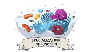 Cell Organization and Compartmentalization [upl. by Bert]