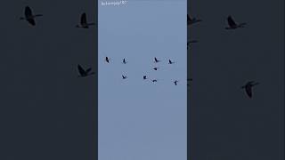 Canada Geese Flock Flying Formation youtubeshorts nature shorts geese shorts [upl. by Ynatsed]