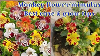 मंकी फूलमिमुलस फूल के पौधे की देखभाल कैसे करेंmonkey flowermimulus flower best care n grow tips [upl. by Steck315]