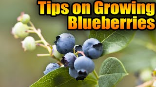 Tips on Growing Blueberries [upl. by Solenne111]