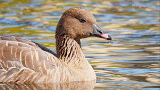 Wild Pink Footed Goose Trio CloseUp Encounters  USA [upl. by Groscr]