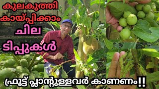 പ്ലാൻ്റ് നിറയെ പഴങ്ങളും സംരക്ഷണവുംfruitspruningfertilizationbuddingmulberrysweetlubyberapple [upl. by Repotsirhc]