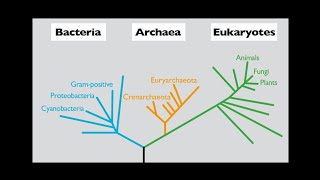 The comparative study of Archaea Bacteria and Eukarya [upl. by Elman]