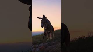 Donkey sounds and facts video for kids [upl. by Mailliwnhoj680]