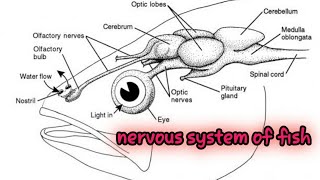 NERVOUS SYSTEM OF FISHPHYSIOLOGY OF FISH SHORT NOTES [upl. by Terraj]