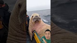 seals in the ocean seal animals ocean viralvideo shorts [upl. by Castra]