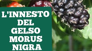 INNESTO A CORONA GELSO MORUS NIGRA SU MORUS ALBA CROWN GRAFT MMULBERRY INJERTO MORERA [upl. by Trebma]