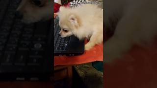 Spitz studies the computer😅 [upl. by Faustine]