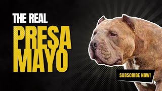 The REAL Presa Mayo [upl. by Llennej]