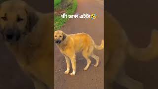 Dog dnaceviralvideo video viralvideo [upl. by Adnohsak]