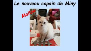 Miny et son nouveau copain  Mallow [upl. by Norod643]