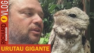 ESSE É O URUTAU OU MÃE DA LUA UM ANIMAL INCRÍVEL  RICHARD SELVAGEM [upl. by Anotyad360]