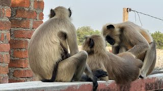 Langoor original video  Hanumanji video  monkey farm video [upl. by Onairam]