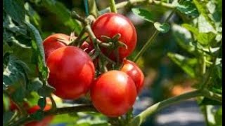 Benefits of Copper Oxychloride Fungicide in tomato and all plants and which diseases does it control [upl. by Caprice]