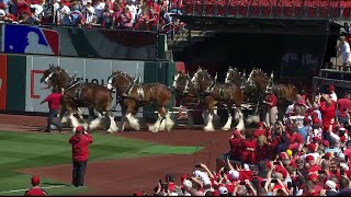 Clydesdales take the field on Opening Day 2023 [upl. by Reivaz412]