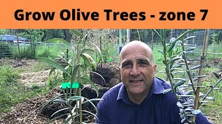 Grow Olive Trees in zone 7 — we planted TWO [upl. by Angle]