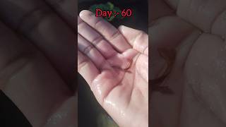 Guppy fish growth 1 day to 2 months Viral fish growth video psallpets PratheekPShetty [upl. by Kcirredal]