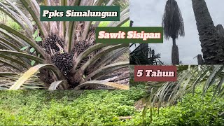 Ppks Simalungun Sistem UnderplantingSisipan umur 5 Tahun [upl. by Aliber]