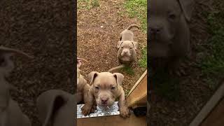 American Pit Bull Terrier Puppies Sale in Greenville SC [upl. by Enillebyam680]