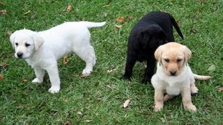 Labrador Puppies Playing Around in Yard  Very Cute [upl. by Attem]