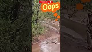 What Happens When a Tiger Hunts a Turtle in the Wild tiger animalshorts wildlife [upl. by Annahpos795]