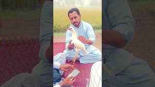 llmeera boska breed ki pthi ka shoq krein llkhanaseellover [upl. by Aderfla]