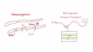 Introduction to Viral Meningitis Encephalitis and Meningoencephalitis [upl. by Susy]