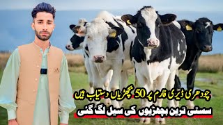 Chaudhary dairy farm  heifers for sale in pakistan  wachian  red heifer  pk janwar mandi [upl. by Laurance165]