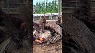 Ostrich Fully Grown in Just 6 Months [upl. by Questa]