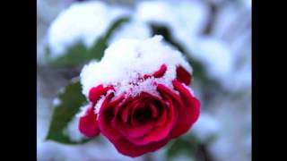 Lo how a rose eer blooming  Michael Praetorius [upl. by Hobard]