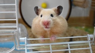 4Kキンクマハムスターの鳴き声  cying voice of Golden Hamster [upl. by Ahsoyek]