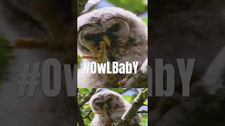 ADORABLE Barred Owlet Discovers SECRET Weapons While Preening  Pileated Goshawk  Canada Wild🇨🇦 [upl. by Thibault]