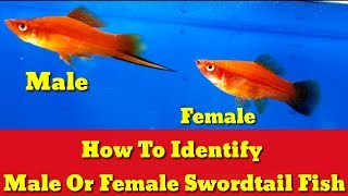 How To Identify Male Or Female Swordtail Fish [upl. by Rubin]