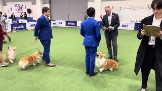 DALBONG Corgi Best Of Breed and Best In Group Korea Premier Dog Show 2023 Judge David W Haddock [upl. by Llednil]