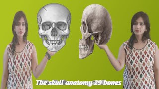 The Skull 29 Bones Anatomy [upl. by Lytsyrk]