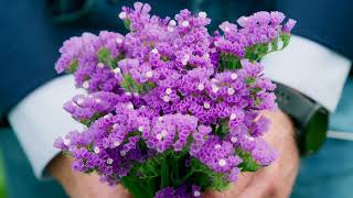 Cut flower introductions 2022 Limonium [upl. by Mildred]