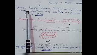 Symbiotic Nitrogen Fixation In Leguminous Plants  Class  11 amp Class 12 Rhizobium Bacteria [upl. by Fihsak]