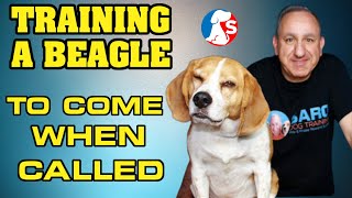 How to train a beagle to come all the time without treats [upl. by Kreiker]