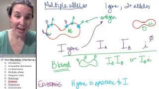 Non mendelian inheritance 7 Epistasis [upl. by Hadleigh]