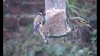 Goldfinches feeding in a storm [upl. by Patton]