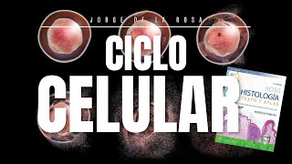 Ciclo Celular 🔄  Mitosis vs Meiosis 🧬  Resumen Histología Ross [upl. by Malvina]