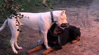 Dogo argentino vs rottwailer [upl. by Otineb]