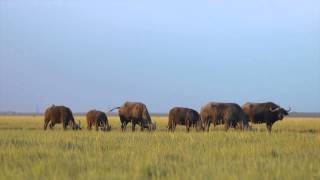 Askania  Nova Natural desert of Ukraine Serenghety in Europe АсканияНова  вечернее сафари [upl. by Theodore]