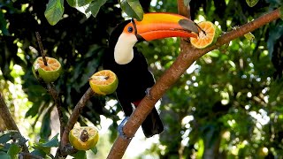 TOCOTOUCAN RAMPHASTOS TOCO TUCANUÇU TUCANOTOCO TUCANOS Free bird in the wild [upl. by Herzberg]