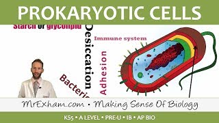 Heart cells up close  Circulatory system physiology  NCLEXRN  Khan Academy [upl. by Gilpin]