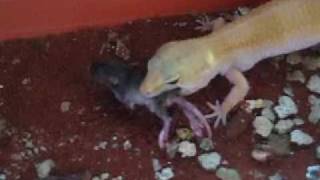 Leopard gecko eating mice [upl. by Alfred978]