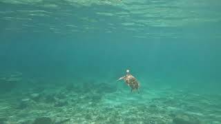 Akumal Beach Swimming with the Turtles 2024 October [upl. by Finny]