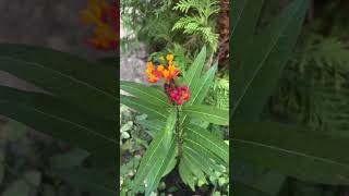 So excited to find that my asclepias that I planted last summer reseeded butterfly flowers [upl. by Lipsey]