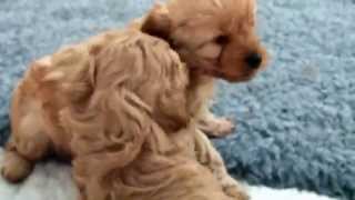 Cavapoo Puppies [upl. by Ghassan604]